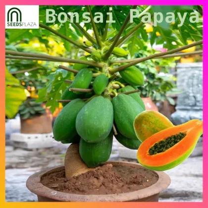 <strong>Bonsai Papaya</strong><br>(20 Seeds)<br><span style="font-size: 0.7em; font-weight: normal;">incl. Planting Instructions</span>