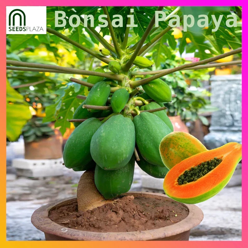 <strong>Bonsai Papaya</strong><br>(20 Seeds)<br><span style="font-size: 0.7em; font-weight: normal;">incl. Planting Instructions</span>