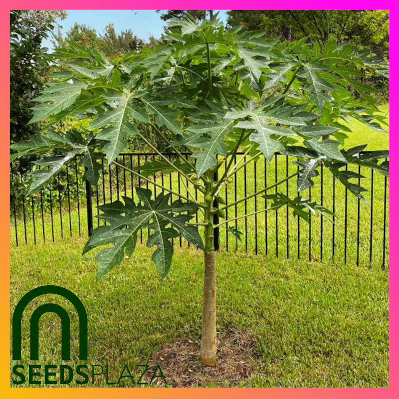 <strong>Bonsai Papaya</strong><br>(20 Seeds)<br><span style="font-size: 0.7em; font-weight: normal;">incl. Planting Instructions</span> - Image 4
