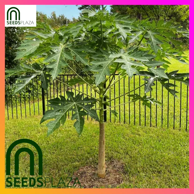 <strong>Bonsai Papaya</strong><br>(20 Seeds)<br><span style="font-size: 0.7em; font-weight: normal;">incl. Planting Instructions</span> - Image 4