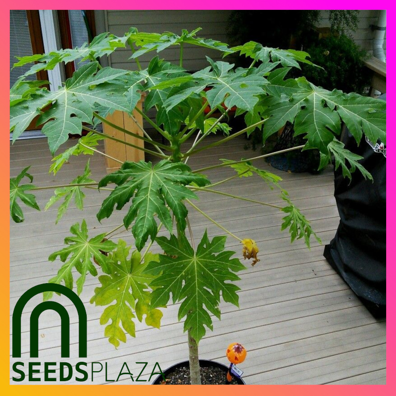 <strong>Bonsai Papaya</strong><br>(20 Seeds)<br><span style="font-size: 0.7em; font-weight: normal;">incl. Planting Instructions</span> - Image 2