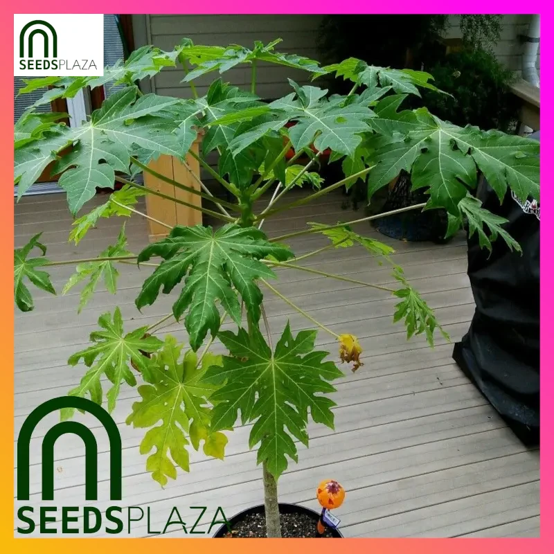 <strong>Bonsai Papaya</strong><br>(20 Seeds)<br><span style="font-size: 0.7em; font-weight: normal;">incl. Planting Instructions</span> - Image 2