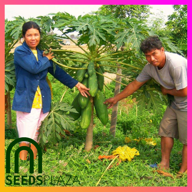 <strong>Bonsai Papaya</strong><br>(20 Seeds)<br><span style="font-size: 0.7em; font-weight: normal;">incl. Planting Instructions</span> - Image 3