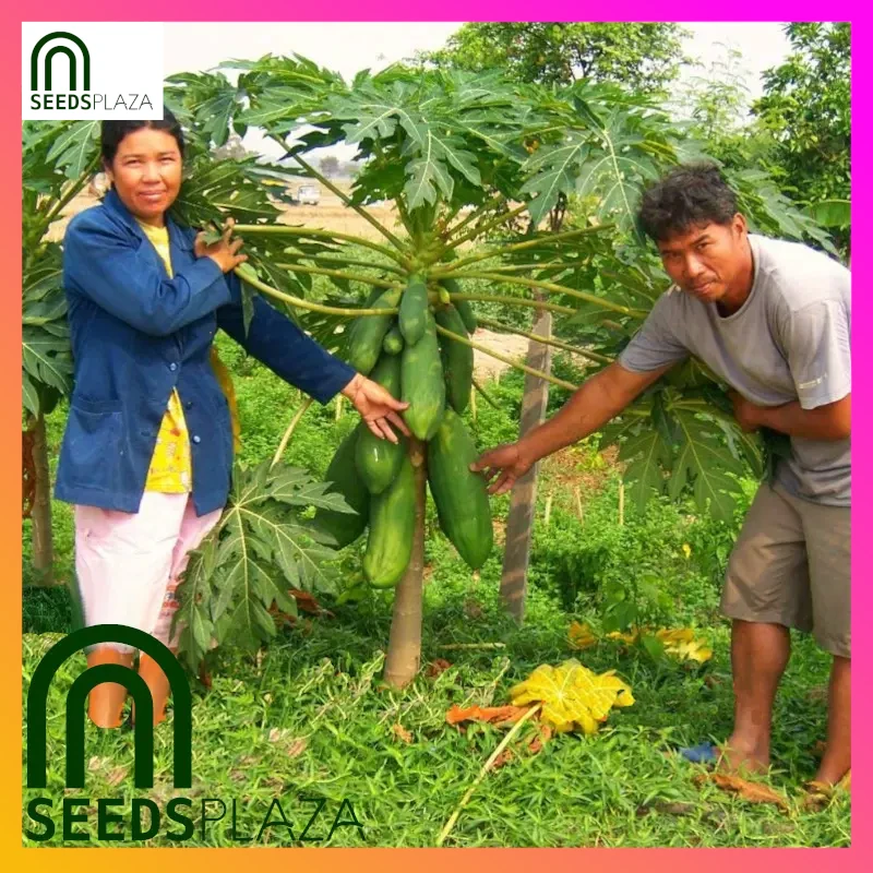 <strong>Bonsai Papaya</strong><br>(20 Seeds)<br><span style="font-size: 0.7em; font-weight: normal;">incl. Planting Instructions</span> - Image 3