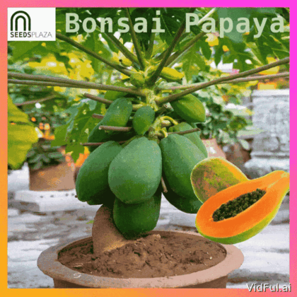 <strong>Bonsai Papaya</strong><br>(20 Seeds)<br><span style="font-size: 0.7em; font-weight: normal;">incl. Planting Instructions</span>