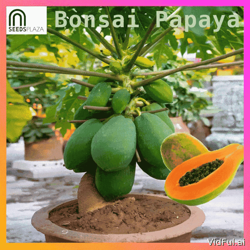 <strong>Bonsai Papaya</strong><br>(20 Seeds)<br><span style="font-size: 0.7em; font-weight: normal;">incl. Planting Instructions</span>