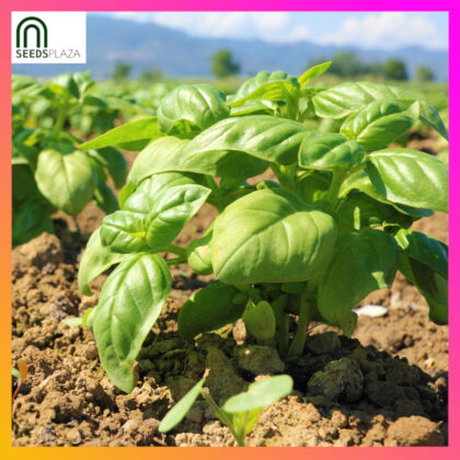 <strong>Sweet Basil</strong><br>(50 Seeds)<br><span style="font-size: 0.7em; font-weight: normal;">incl. Planting Instructions</span>