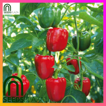 <strong>Bonsai Bell Pepper</strong><br>(10 Seeds)<br><span style="font-size: 0.7em; font-weight: normal;">incl. Planting Instructions</span>