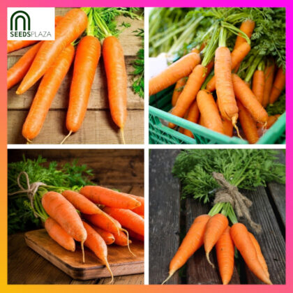 <strong>Carrots</strong><br>(100 Seeds)<br><span style="font-size: 0.7em; font-weight: normal;">incl. Planting Instructions</span>