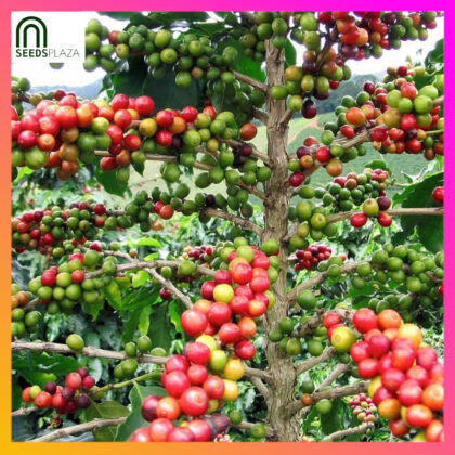 <strong>Arabica Coffee</strong><br>(10 Seeds)<br><span style="font-size: 0.7em; font-weight: normal;">incl. Planting Instructions</span>