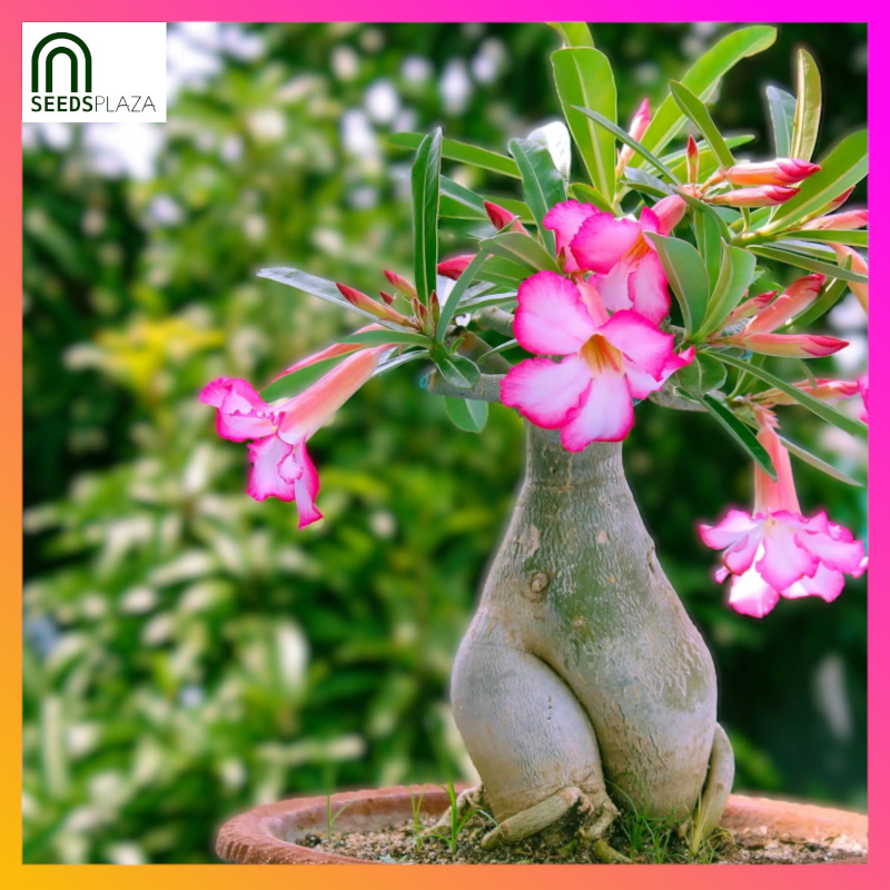 <strong>Desert Rose</strong><br>(6 Seeds)<br><span style="font-size: 0.7em; font-weight: normal;">incl. Planting Instructions</span>