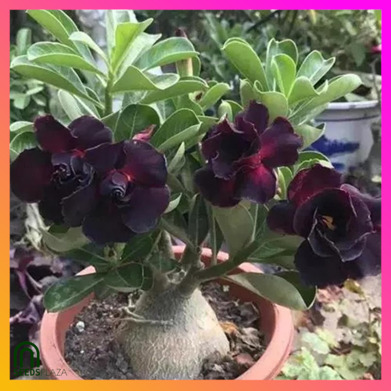 <strong>Desert Rose</strong><br>(6 Seeds)<br><span style="font-size: 0.7em; font-weight: normal;">incl. Planting Instructions</span> - Image 4