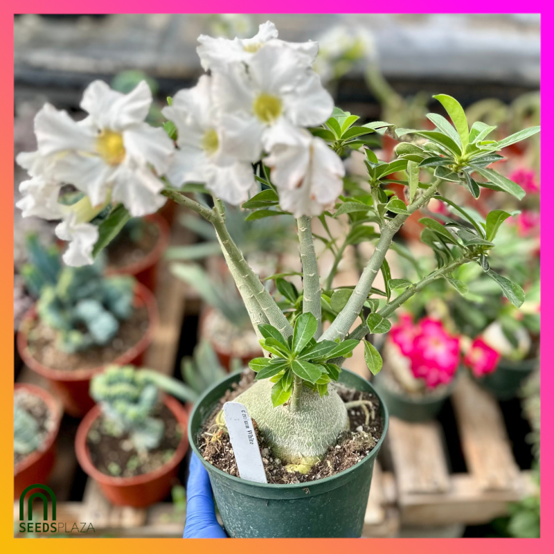 <strong>Desert Rose</strong><br>(6 Seeds)<br><span style="font-size: 0.7em; font-weight: normal;">incl. Planting Instructions</span> - Image 3