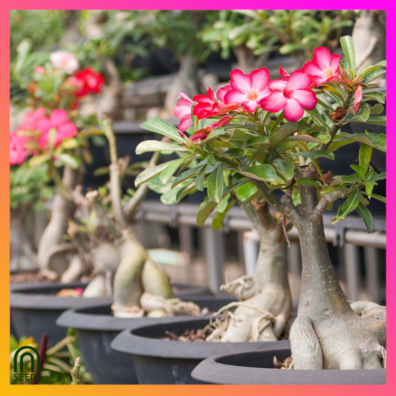 <strong>Desert Rose</strong><br>(6 Seeds)<br><span style="font-size: 0.7em; font-weight: normal;">incl. Planting Instructions</span> - Image 2
