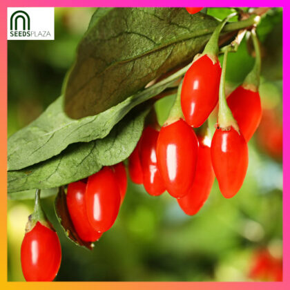 <strong>Goji Berry</strong><br>(20 Seeds)<br><span style="font-size: 0.7em; font-weight: normal;">incl. Planting Instructions</span>