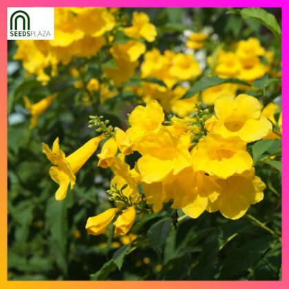 <strong>Golden Trumpet</strong><br>(10 Seeds)<br><span style="font-size: 0.7em; font-weight: normal;">incl. Planting Instructions</span>