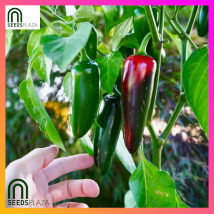 <strong>Jalapeno Seeds</strong><br>(5 Seeds)<br><span style="font-size: 0.7em; font-weight: normal;">incl. Planting Instructions</span>
