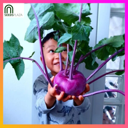 <strong>Purple Kohlrabi</strong><br>(40 Seeds)<br><span style="font-size: 0.7em; font-weight: normal;">incl. Planting Instructions</span>