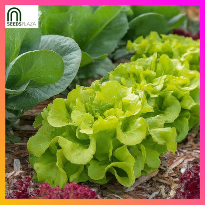 <strong>Australian Lettuce</strong><br>(50 Seeds)<br><span style="font-size: 0.7em; font-weight: normal;">incl. Planting Instructions</span>