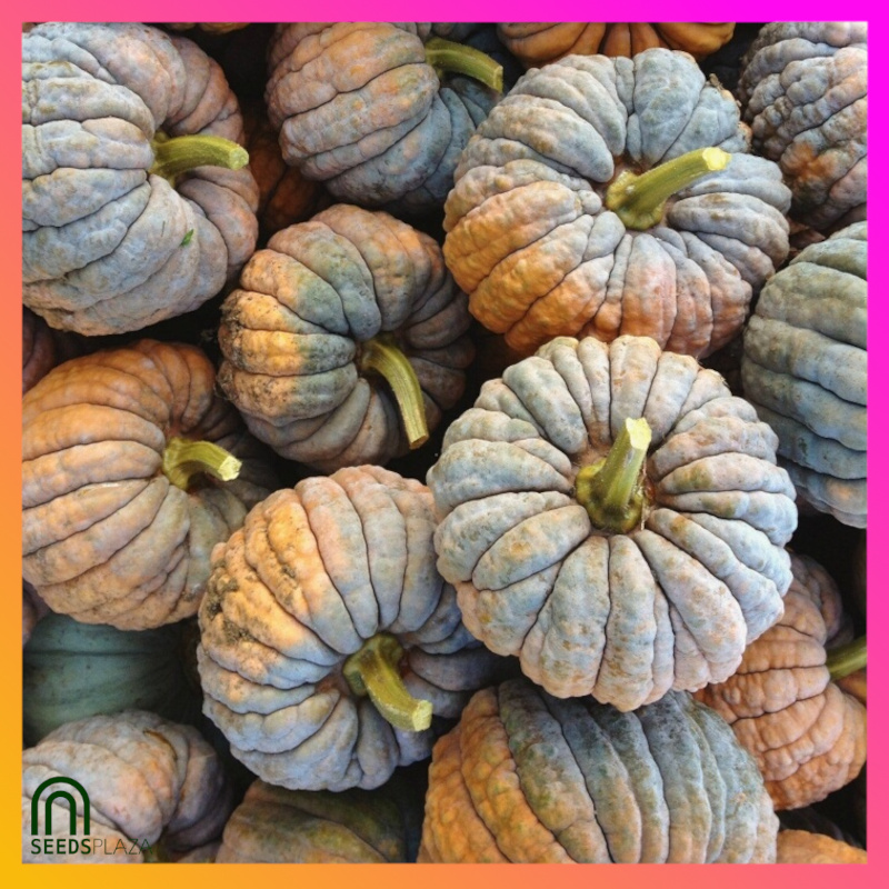 <strong>Mini Squash</strong><br>(20 Seeds)<br><span style="font-size: 0.7em; font-weight: normal;">incl. Planting Instructions</span> - Image 4