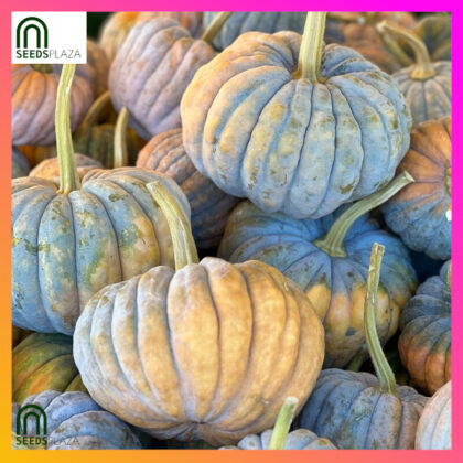 <strong>Mini Squash</strong><br>(20 Seeds)<br><span style="font-size: 0.7em; font-weight: normal;">incl. Planting Instructions</span>