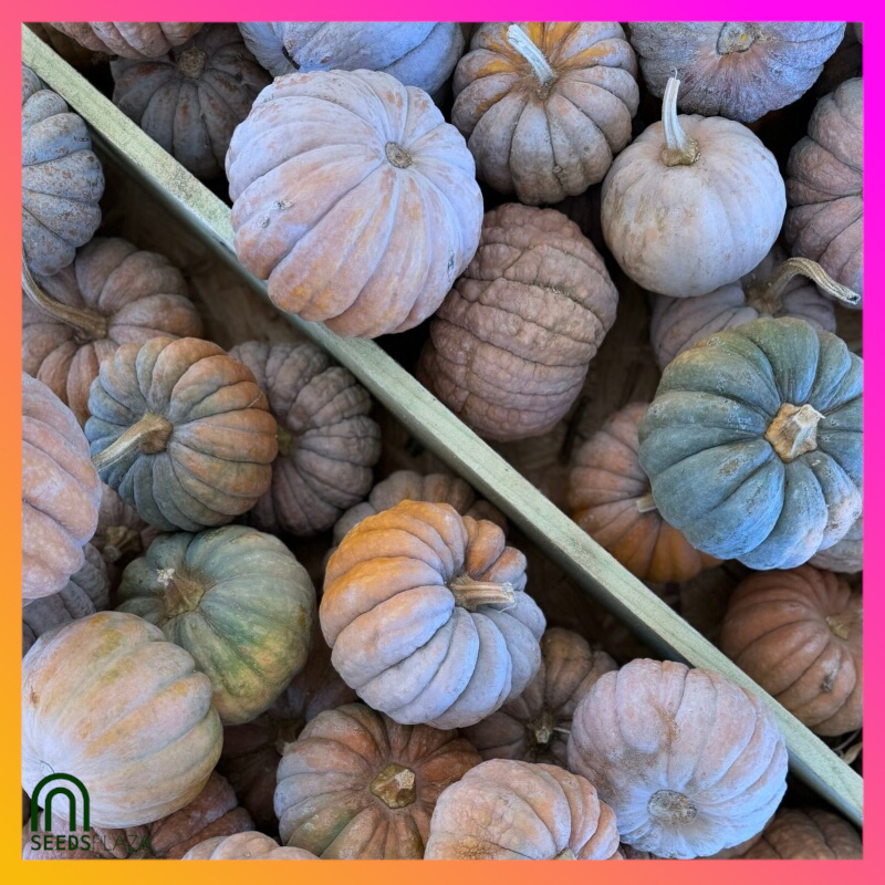 <strong>Mini Squash</strong><br>(20 Seeds)<br><span style="font-size: 0.7em; font-weight: normal;">incl. Planting Instructions</span> - Image 2