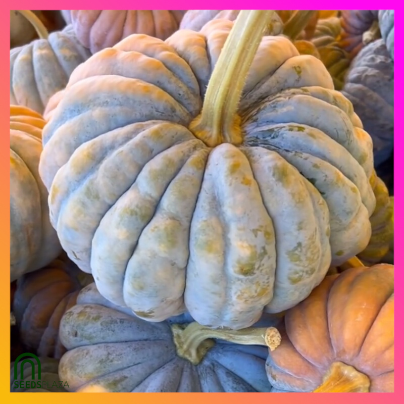 <strong>Mini Squash</strong><br>(20 Seeds)<br><span style="font-size: 0.7em; font-weight: normal;">incl. Planting Instructions</span> - Image 3