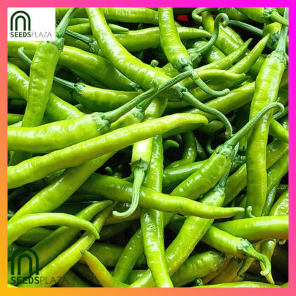 <strong>Siling Panigang</strong><br>(25 Seeds)<br><span style="font-size: 0.7em; font-weight: normal;">incl. Planting Instructions</span>