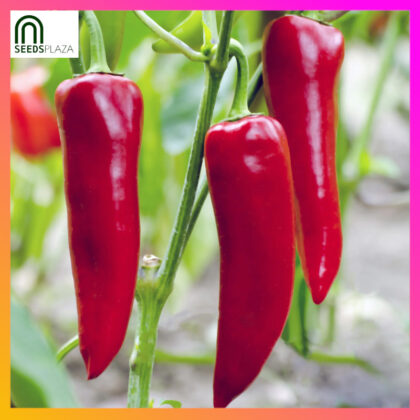 <strong>Pointed Bellpepper</strong><br>(15 Seeds)<br><span style="font-size: 0.7em; font-weight: normal;">incl. Planting Instructions</span>