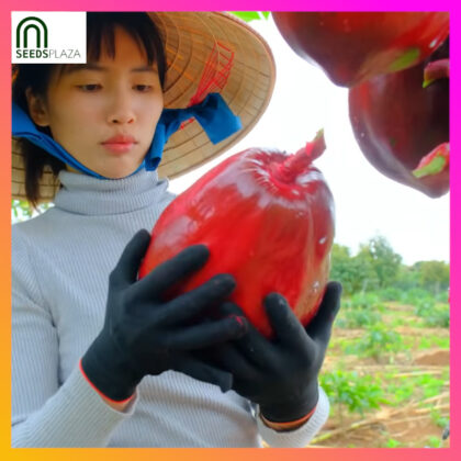 <strong>Red Skinned Papaya</strong><br>(20 Seeds)<br><span style="font-size: 0.7em; font-weight: normal;">incl. Planting Instructions</span>