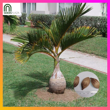 <strong>Royal Christmas Palm</strong><br>(3 Seeds)<br><span style="font-size: 0.7em; font-weight: normal;">incl. Planting Instructions</span>