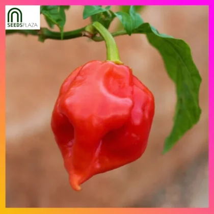 Siling Demonyo premium seeds from SeedsPlaza®