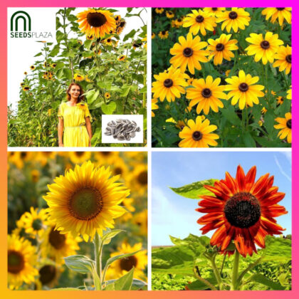 <strong>Mixed Sunfower</strong><br>(24 Seeds)<br><span style="font-size: 0.7em; font-weight: normal;">incl. Planting Instructions</span>