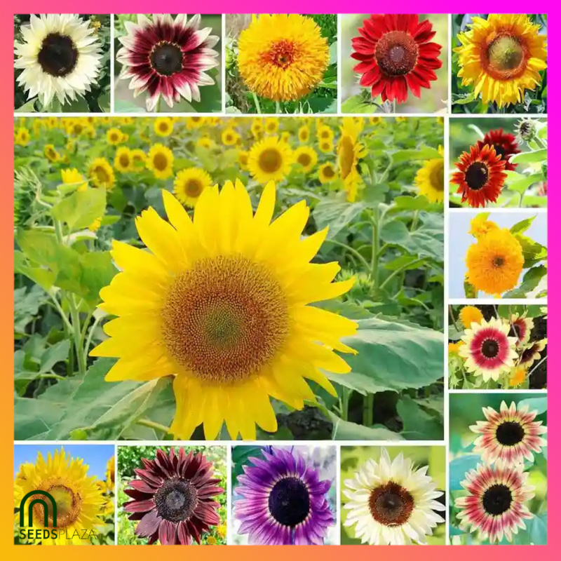 <strong>Mixed Sunfower</strong><br>(24 Seeds)<br><span style="font-size: 0.7em; font-weight: normal;">incl. Planting Instructions</span> - Image 2