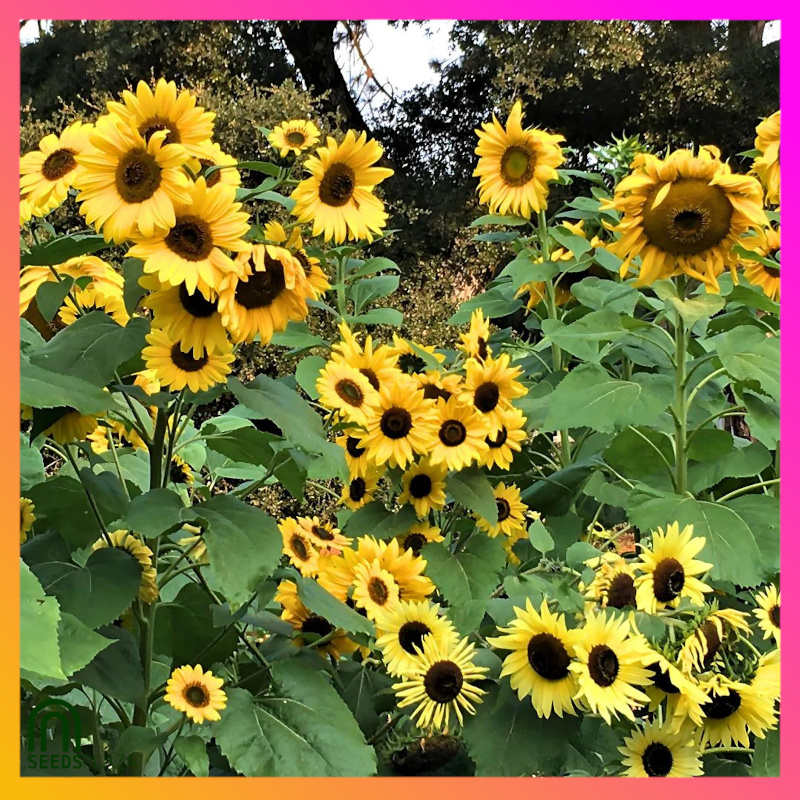 <strong>Mixed Sunfower</strong><br>(24 Seeds)<br><span style="font-size: 0.7em; font-weight: normal;">incl. Planting Instructions</span> - Image 4