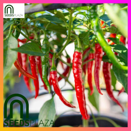 <strong>Red Taiwan Chili</strong><br>(20 Seeds)<br><span style="font-size: 0.7em; font-weight: normal;">incl. Planting Instructions</span>