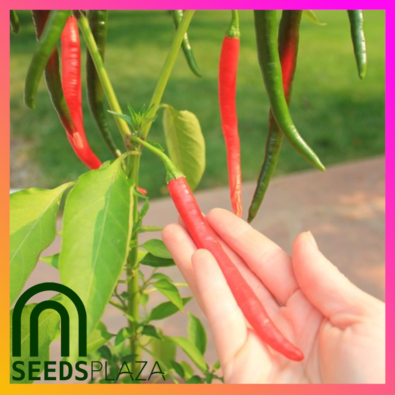 <strong>Red Taiwan Chili</strong><br>(20 Seeds)<br><span style="font-size: 0.7em; font-weight: normal;">incl. Planting Instructions</span> - Image 2