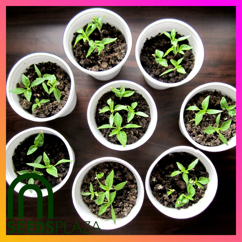 <strong>Red Taiwan Chili</strong><br>(20 Seeds)<br><span style="font-size: 0.7em; font-weight: normal;">incl. Planting Instructions</span> - Image 3