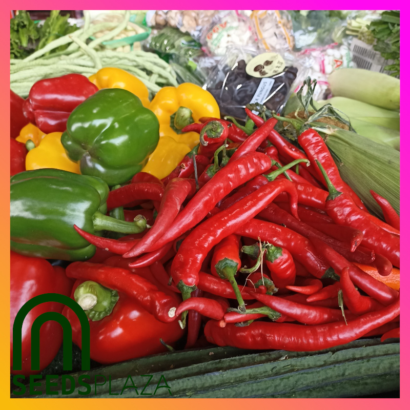 <strong>Red Taiwan Chili</strong><br>(20 Seeds)<br><span style="font-size: 0.7em; font-weight: normal;">incl. Planting Instructions</span> - Image 4