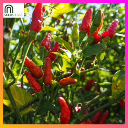 <strong>Birds Eye Chili</strong><br>(10 Seeds)<br><span style="font-size: 0.7em; font-weight: normal;">incl. Planting Instructions</span>