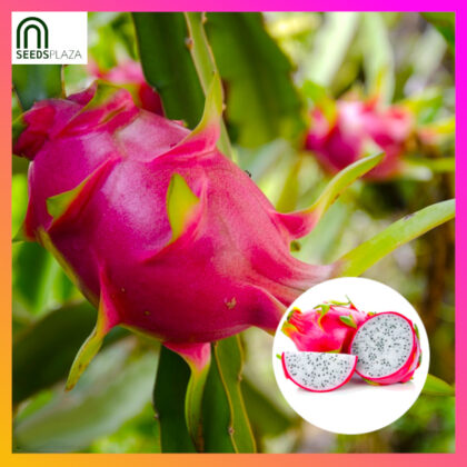 <strong>Dragon Fruit</strong><br>(10 Seeds)<br><span style="font-size: 0.7em; font-weight: normal;">incl. Planting Instructions</span>